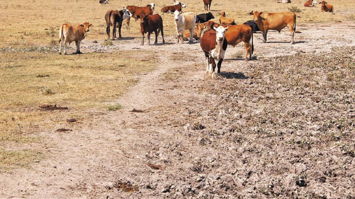 They declare an agricultural emergency due to the drought in several Buenos Aires districts