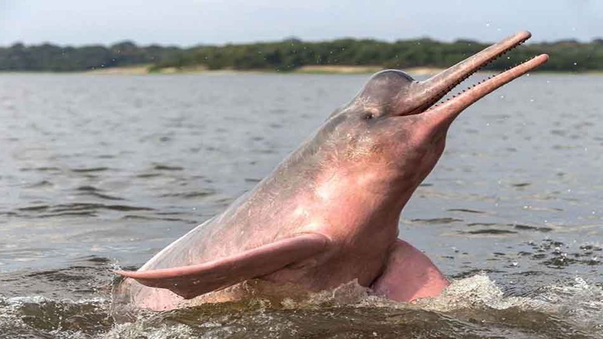 Almost 75% of the wild animal population disappeared in the last 50 years