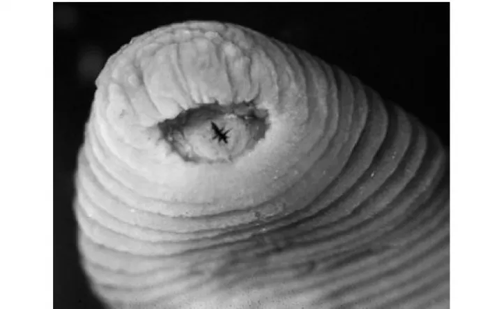 La sanguijuela T-rex tiene su hábitat natural en la selva del Amazonas. La sanguijuela T-rex tiene su hábitat natural en la selva del Amazonas.