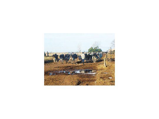 La sequía y las heladas producidas en General Campos, Guatraché, extreman la necesidad de buscar alimentos de otras zonas para mantener vivas a las vacas.
