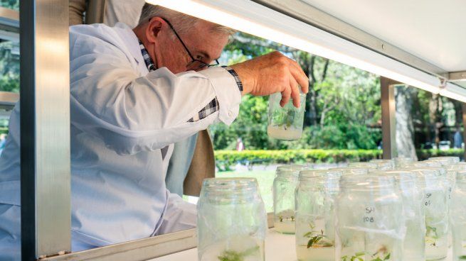 Vivero in vitro de CABA.