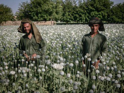 Afganistán: ¿podrán los talibanes sobrevivir sin los ingresos de la heroína?