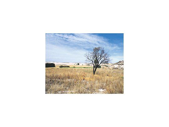 Uruguay, un país que basa su economía en las exportaciones agropecuarias, enfrenta desde hace algunos días una sequía que afecta parte de la nación, y el Gobierno ya prepara algunas medidas para minimizar sus efectos.