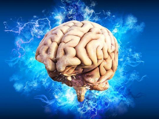 Cerebro humano.&nbsp;