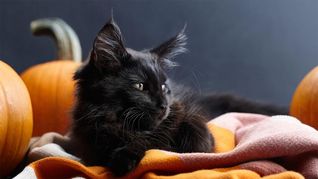 halloween: ¿por que hay que cuidar a los gatos negros?