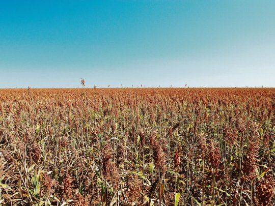 sorgo.jpg