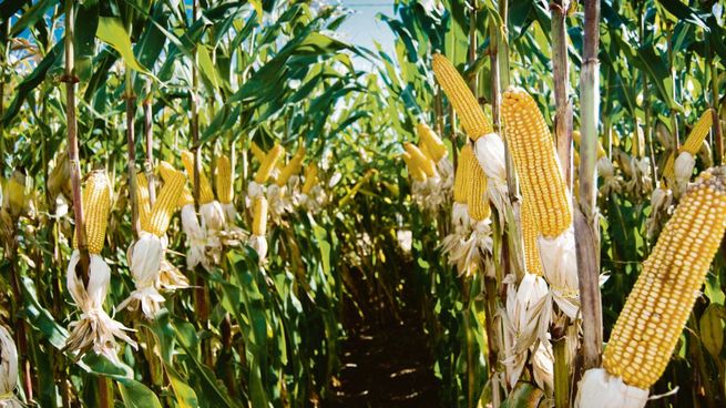 tapa agronegocios.jpg