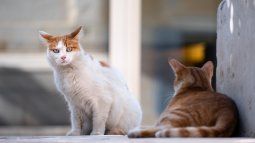 Scratching towers are an ideal element to combat your cat's boredom Scratching towers are an ideal element to combat your cat's boredom