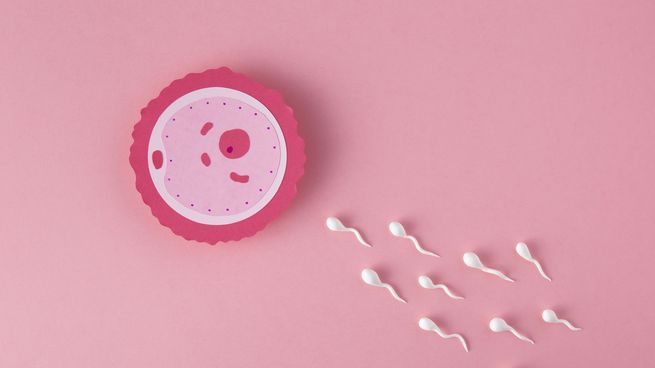 La reproducción asistida es el conjunto de procedimientos o técnicas que se hacen con asistencia médica para lograr un embarazo.