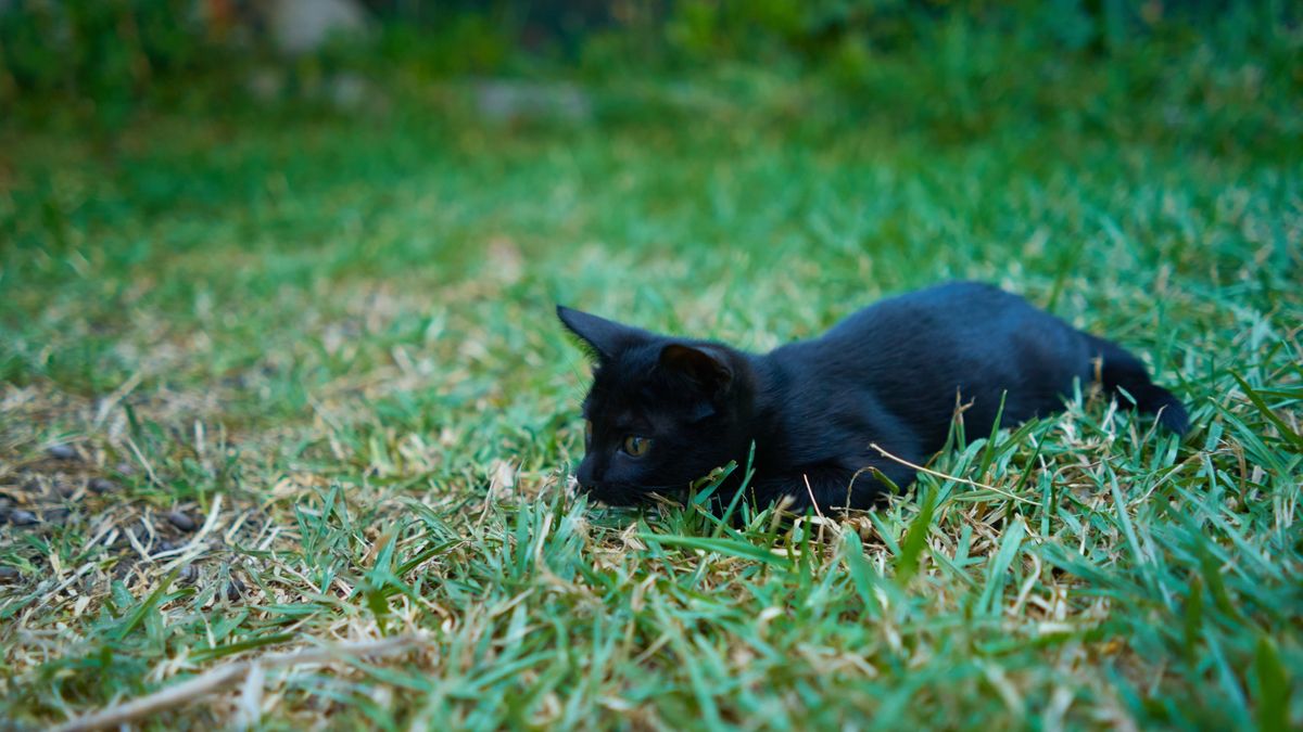 It was all a lie! Experts say cats are not good at this