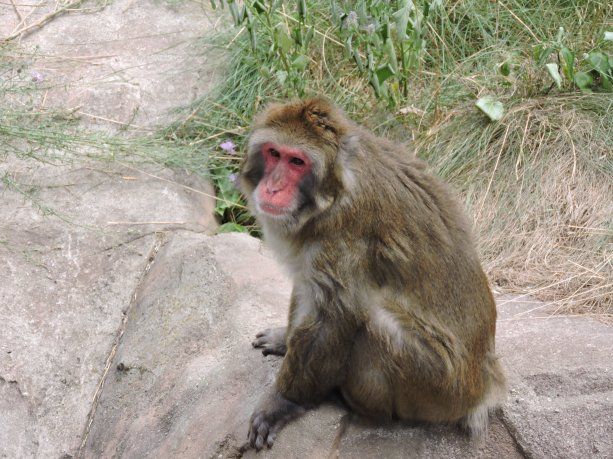 el-macaco-macaca-fue-el-transmisor-del-extrano-virus-el-que-murio-un-hombre-china