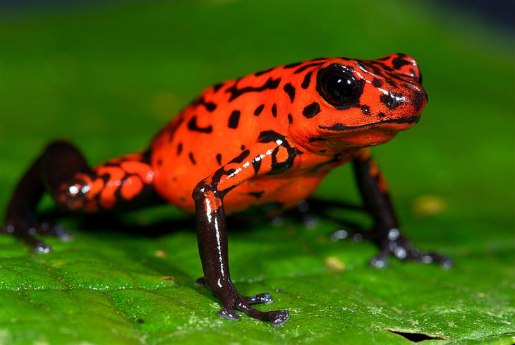 Harlequin poison dart frogs, whose scientific name is Oophaga Histrionica.                                         