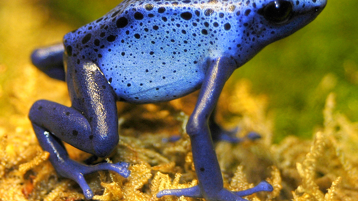 The least expected traffic: a woman was arrested for carrying 130 POISONOUS frogs in her suitcase