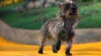 La perrita que interpretó al mejor amigo de Dorothy recibió un muy buen sueldo.