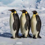 La Conservación de la Naturaleza (UICN) declaró oficialmente al pingüino emperador en peligro de extinción. La Conservación de la Naturaleza (UICN) declaró oficialmente al pingüino emperador en peligro de extinción.