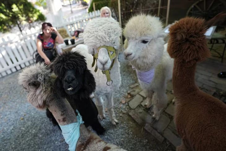 El particular café de Serbia que tiene alpacas como compañía. El particular café de Serbia que tiene alpacas como compañía.