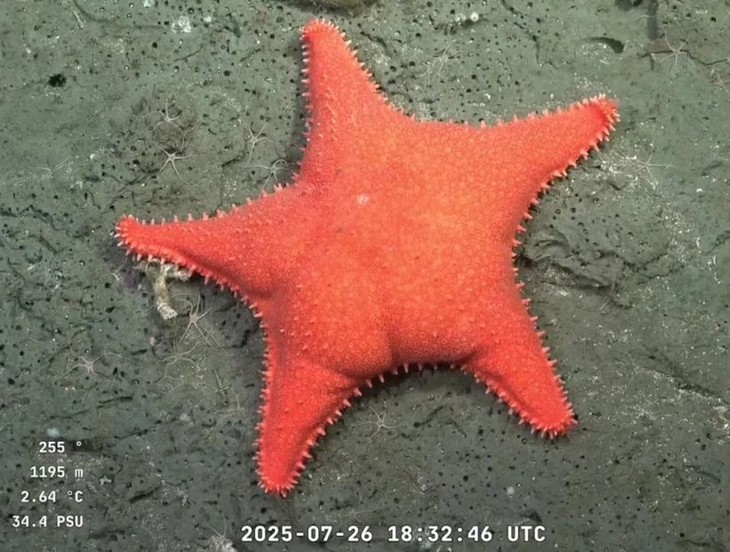 From the background of the Argentine Sea, a unique creature went viral and connected the scientific exploration with thousands of users in networks.  
