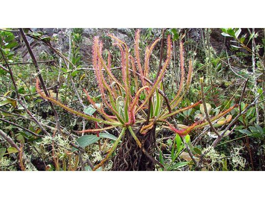 Drosera magnífica, una planta descubierta gracias a Facebook que solo vive en la cumbre de una montaña.