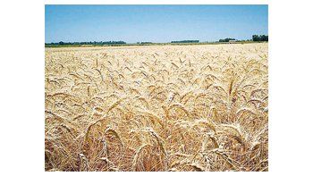 La sequía afecta al&nbsp; trigo, reducen área de siembra que, de no llover, volvería a ajustarse.