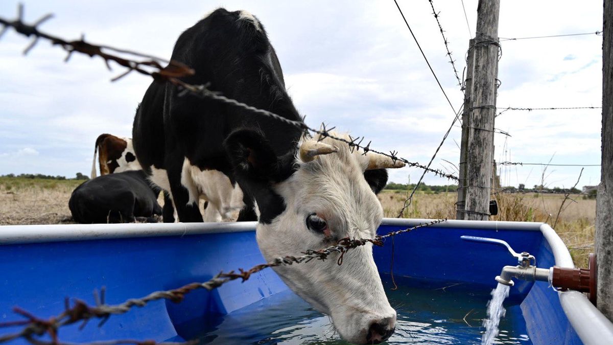 What measures will the MGAP take after the extension of the agricultural emergency?