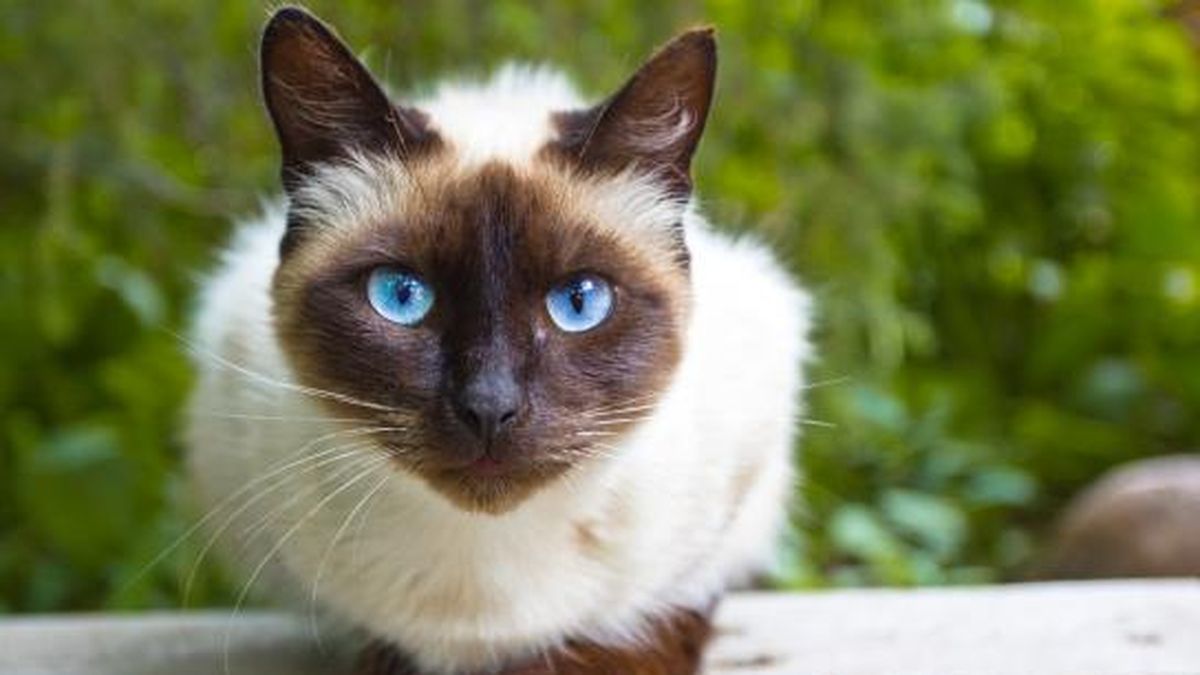 What cats will be like in 100 years, according to artificial intelligence