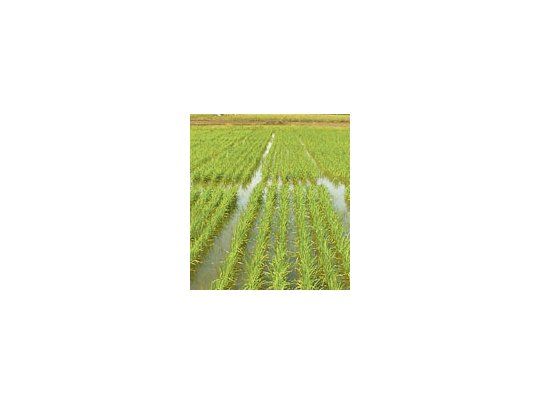 El arroz es una de las principales producciones de la región. La Legislatura se opone al uso de agroquímicos de efecto residual.