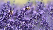 Los mejores trucos para tener un jardín soñado