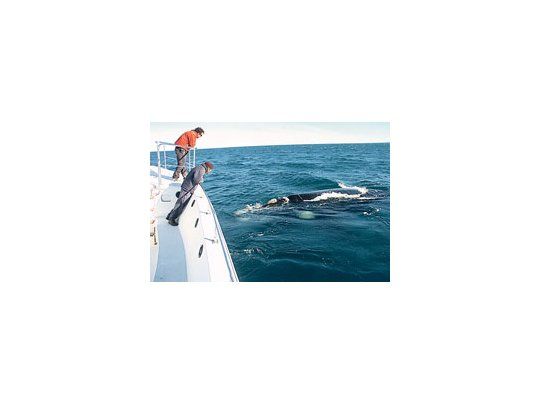 Ballenas, otra vez imán de atención mundial