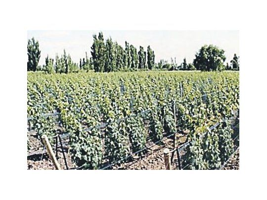 La vitivinicultura es uno de los sectores más golpeados. El poder de compra de sus exportaciones cayó un 17% en los últimos seis años.