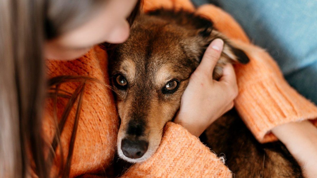 puedes acariciar al perro en aliento salvaje