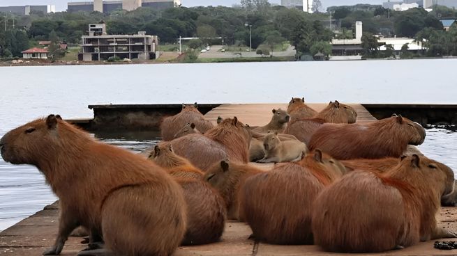 La Cámara señaló que el barrio privado aplicó “métodos de control” sin sustento científico.