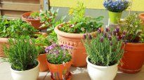 Los helechos, las palmeras pequeñas y las suculentas son algunas de las mejores especies para jardines abiertos.&nbsp;