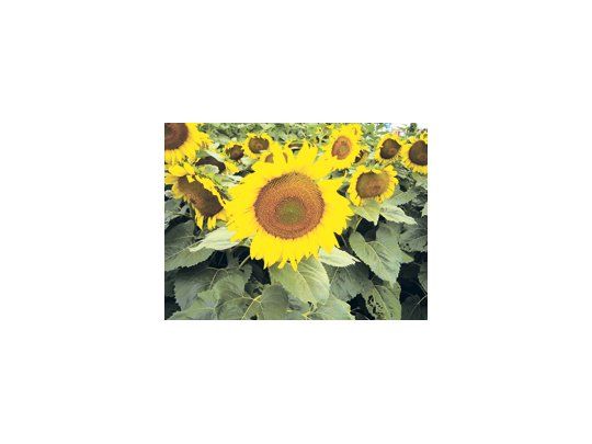 La cosecha de girasol en la campaña 2009/10 finalizó con rendimientos «muy buenos» en la provincia de Buenos Aires y en la cuenca del Salado, mientras que el NEA sufrió los efectos de la sequía, según describió ASAGIR.