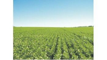 A pesar del incremento en el área de cultivo de esta temporada, y las ideas preliminares que daban cuenta de un nivel de producción superior a los 100 millones de toneladas, hoy los analistas más prudentes manejan proyecciones cercanas a los 95 millones en Brasil.