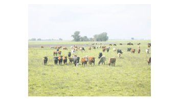 ámbito.com | La actividad rural en las economías regionales está en jaque por situaciones que exceden a las últimas decisiones gubernamentales.