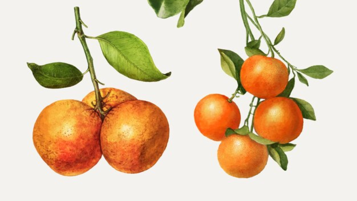 Feng Shui: dónde colocar las mandarinas en la casa para atraer la buena suerte Feng Shui: dónde colocar las mandarinas en la casa para atraer la buena suerte