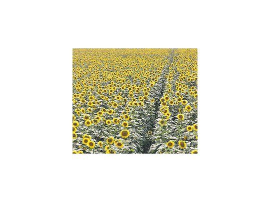 Productores de soja y girasol son alrededor de 84.000 y durante la última campaña generaron más de 57 millones de toneladas de granos. Además, utilizan tierras por un valor de u$s 141.000 millones.