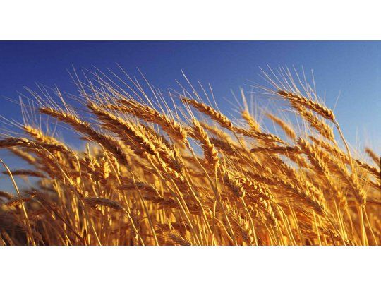 Estiman que subiría exportación de trigo a Brasil
