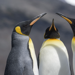 Los pingüinos de la Antártida adelantan su época de reproducción por el cambio climático. Los pingüinos de la Antártida adelantan su época de reproducción por el cambio climático.