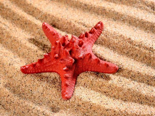 VER CHIPI - RECORTAR Y ENTERA - depositphotos_32828587-stock-photo-sea-star-on-the-sandy.jpg