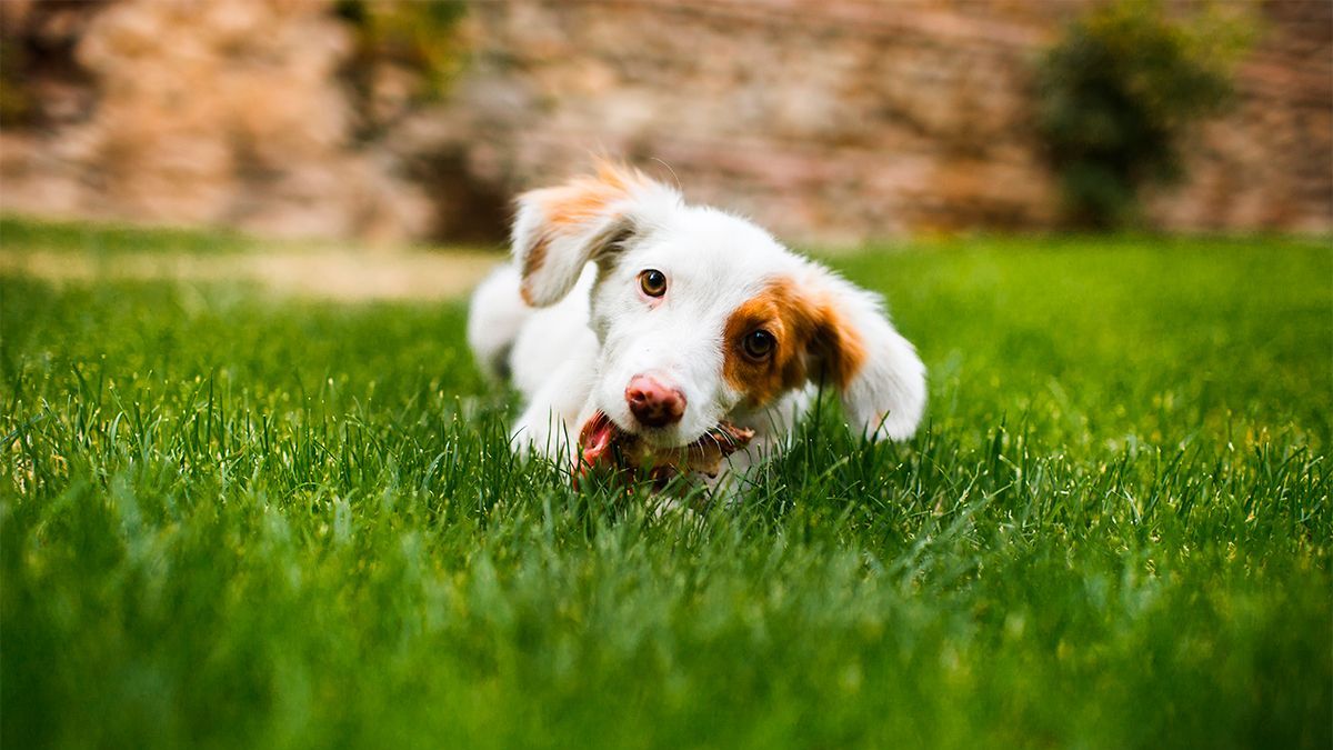 How to protect your pets from the heat wave?