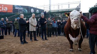 Místico fue el primer animal en ingresar al predio de La Rural, donde se llevará a cabo la Expo Rural 2024.