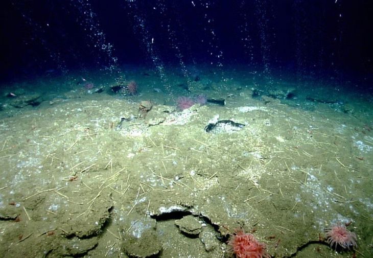 El hallazgo fue publicado en Science Advances tras nueve años de investigación internacional. El hallazgo fue publicado en Science Advances tras nueve años de investigación internacional.