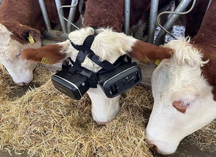 Vacas y realidad virtual.