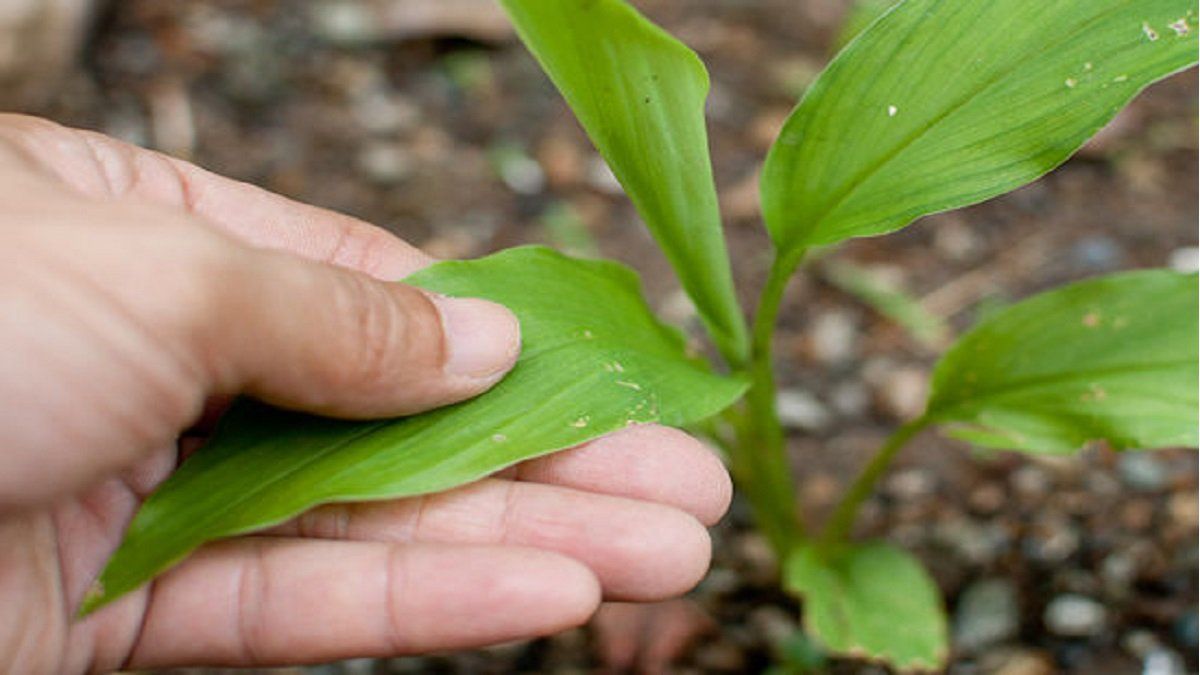 Be careful when transplanting your plants! The expert’s advice to achieve it successfully