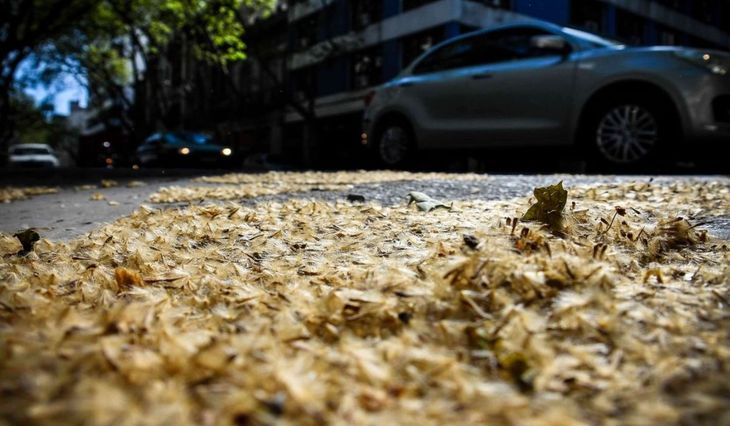 Según distintos censos oficiales, en la Ciudad hay entre 36.000 y 70.000 plátanos, lo que representa aproximadamente el 15% del total del arbolado urbano. Según distintos censos oficiales, en la Ciudad hay entre 36.000 y 70.000 plátanos, lo que representa aproximadamente el 15% del total del arbolado urbano.