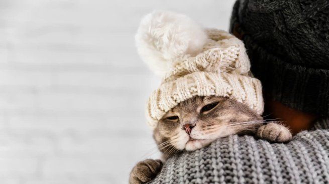 Conocer las señales que indican malestar por bajas temperaturas y las mejores formas de proteger a tu gato durante el invierno es esencial. 