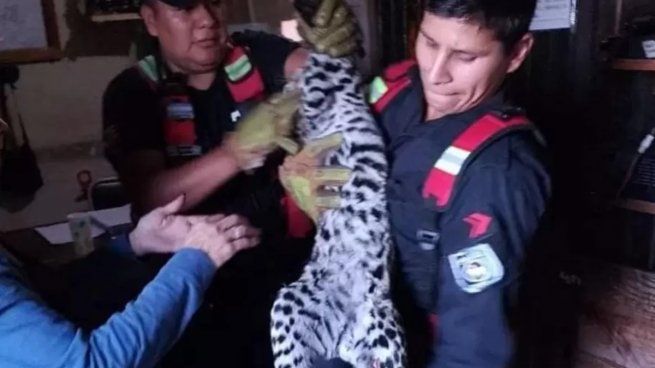 gato rescatado (1).jpg