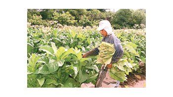 La Asociación Internacional de Cultivadores del Tabaco prevé una pérdida de millones de empleos a causa de la propuesta de la Organización Mundial de la Salud para desincentivar la producción.