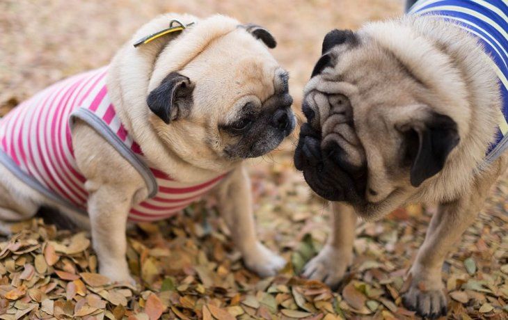 ámbito.com | Perritos pug_1000.jpg